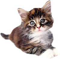 Shop for Cat Foods for Kittens