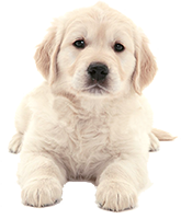 Shop for Dog Foods for Pupppies
