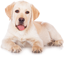 Shop for Dog Foods for Adult Dogs